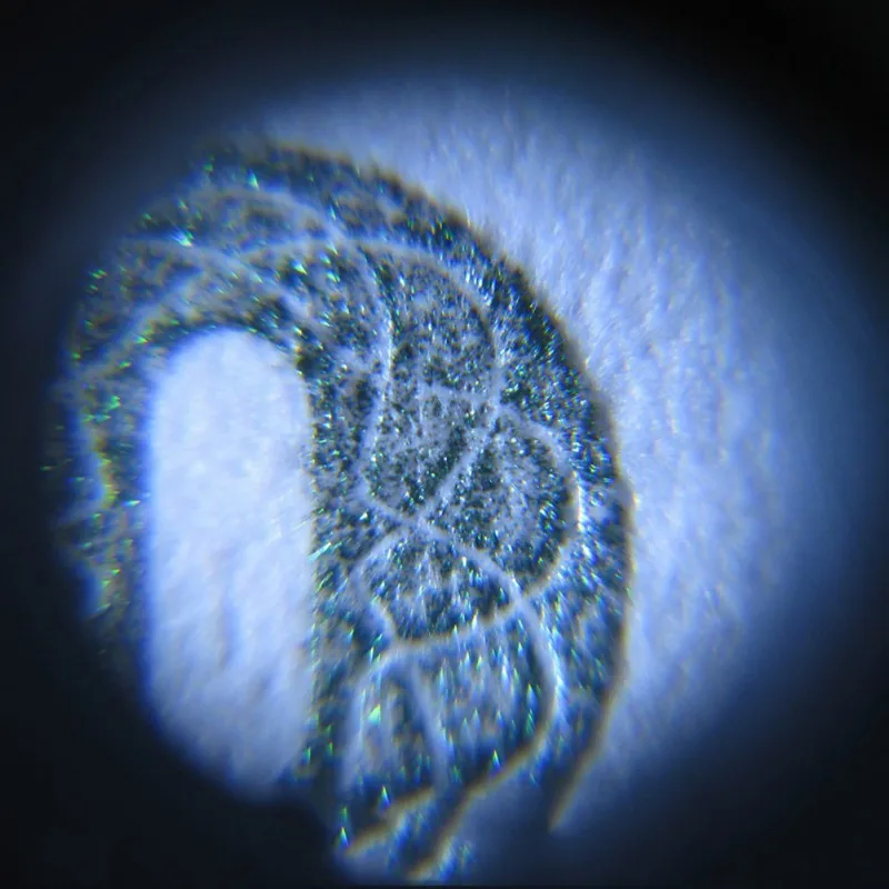 Портативный Мини-микроскоп 60-кратная Карманная Мини-микроскопическая Лупа, Ювелирная Лупа, Стеклянная линза, Светодиодная лампа, Тестер для обнаружения денег, Новинка Изображение 5