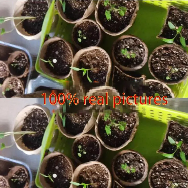 Бумажный горшок для выращивания растений, набор детских чашек, Органические биоразлагаемые Экологически чистые инструменты для дома и сада Изображение 5