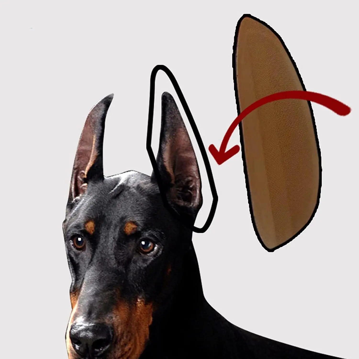 Инструмент-подставка для ушей щенка, наклейка на ухо щенка для собаки Доберман Пинчер Самоед, 7x3,5 см Изображение 5